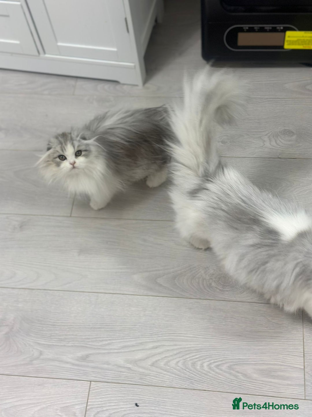 Scottish Fold cats for sale: Beautiful Longhair Silver Bicolor Kitten - Advert 1
