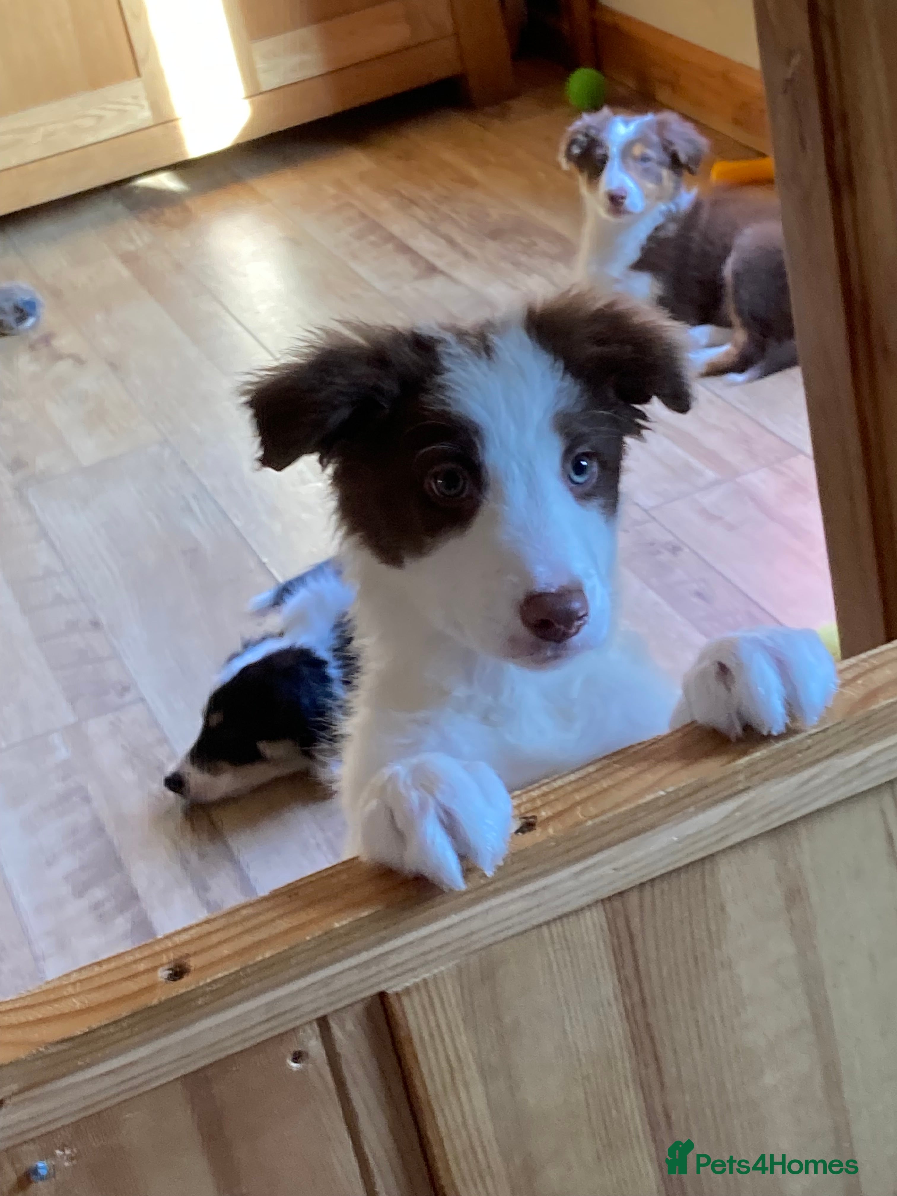 Mixed Breed dogs  Stunning Sprollie puppies available This Saturday - Advert 3