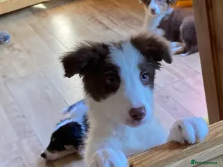 Mixed Breed dogs Stunning Sprollie puppies available This Saturday - Advert 3