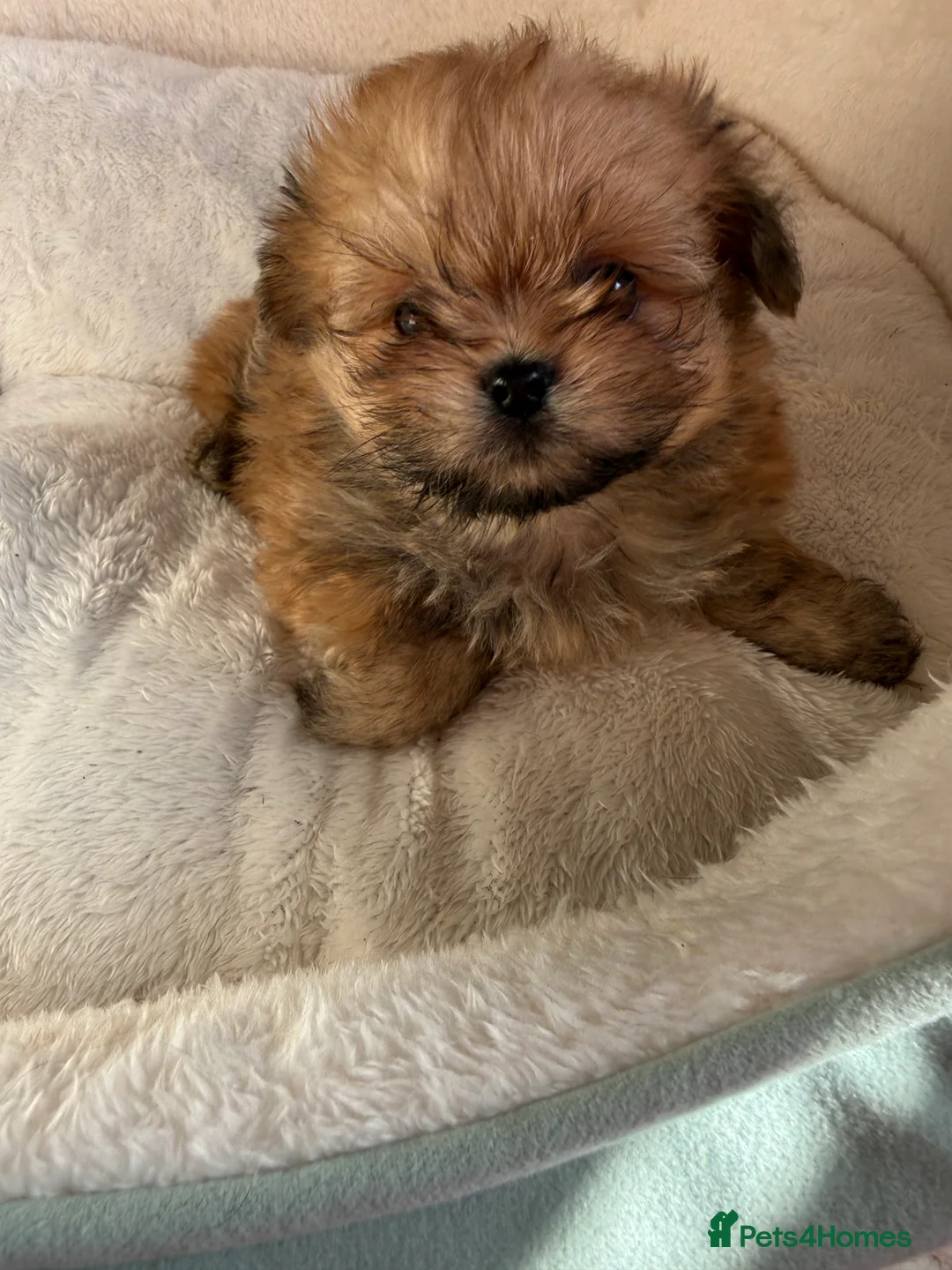 Mixed Breed dogs for sale: Pomeranian cross puppies health checked  - Advert 1
