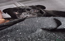 Pug dogs for sale: Loving, Cuddly Pug  - Image 4