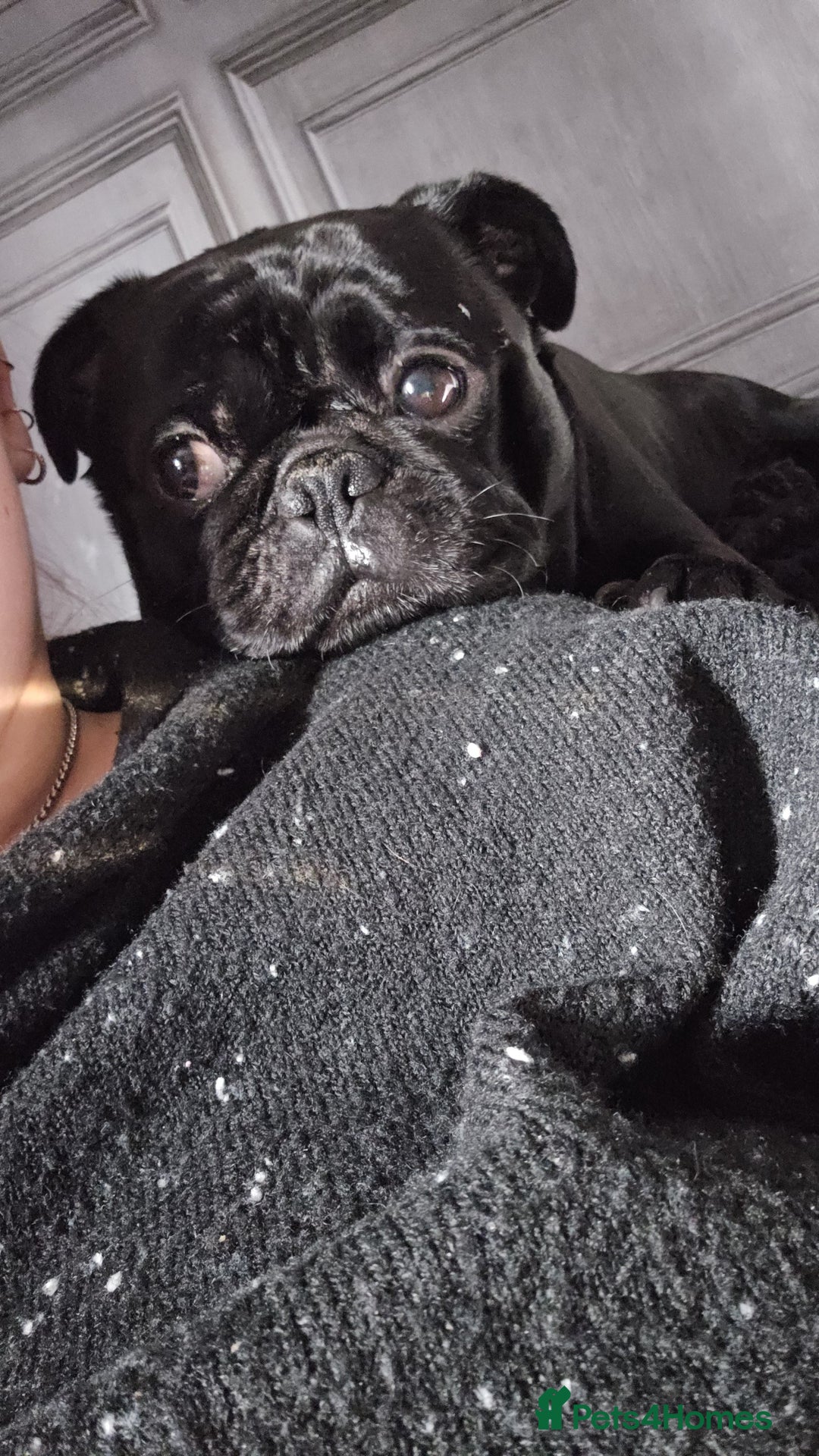 Pug dogs for sale: Loving, Cuddly Pug  - Image 4
