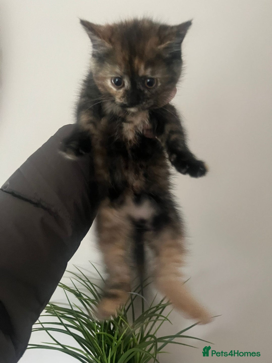 British Longhair cats for sale: Female kitten ready to go 💗  - Advert 4