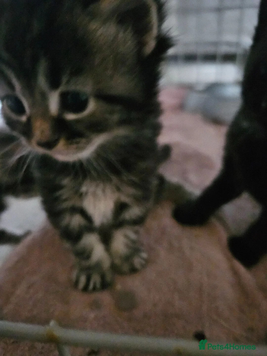 British Shorthair cats for sale: Beautiful kittens  - Advert 1