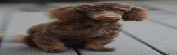 Shihpoo dogs for sale: Chocolate shihpoo’s  - Advert 4