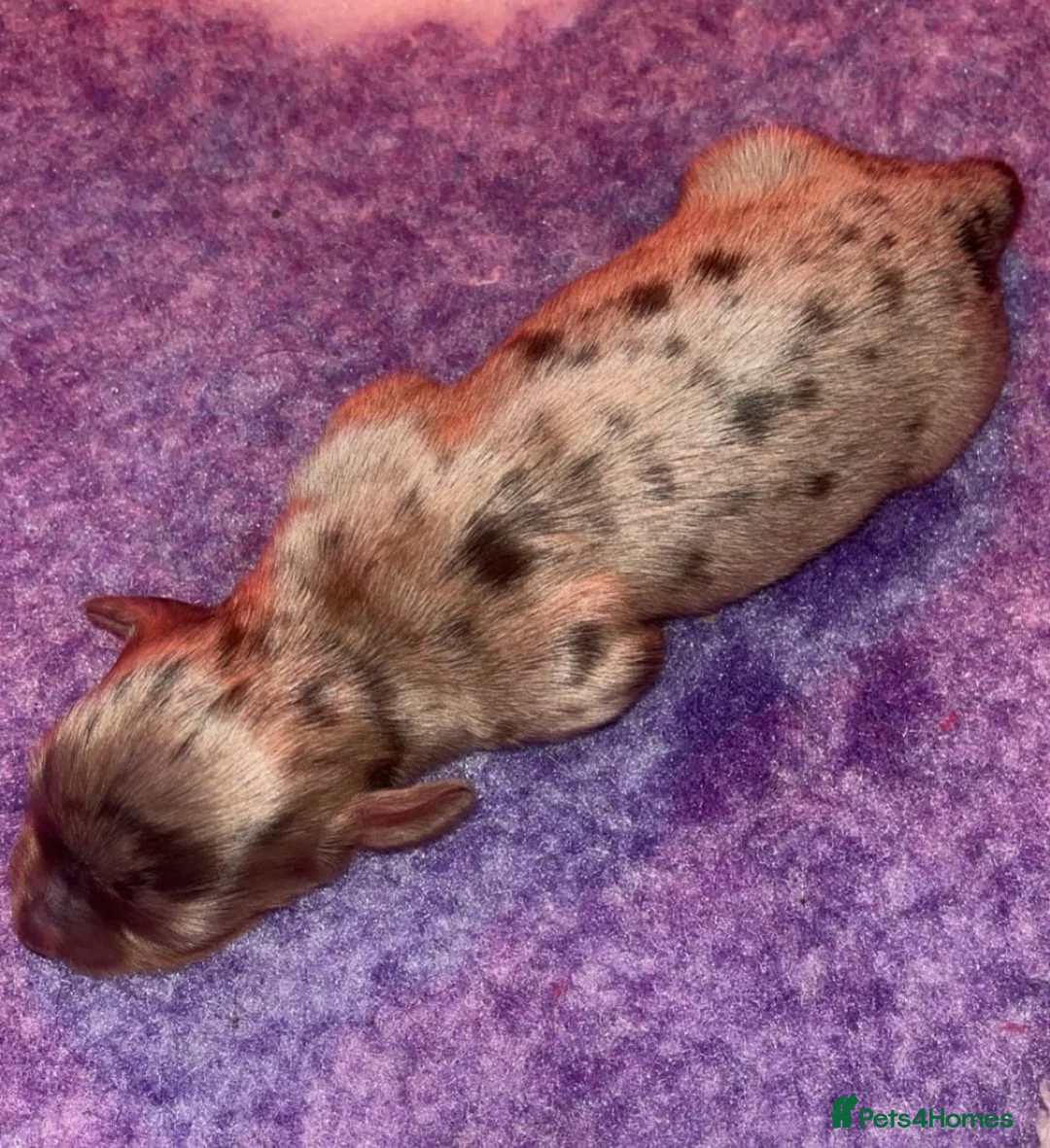 Miniature Dachshund dogs for sale: KC Reg Long-Haired Miniature Dachshund Puppies  - Advert 27