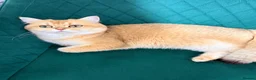 British Shorthair cats for sale: Lovely retired British shorthair queen - Advert 2