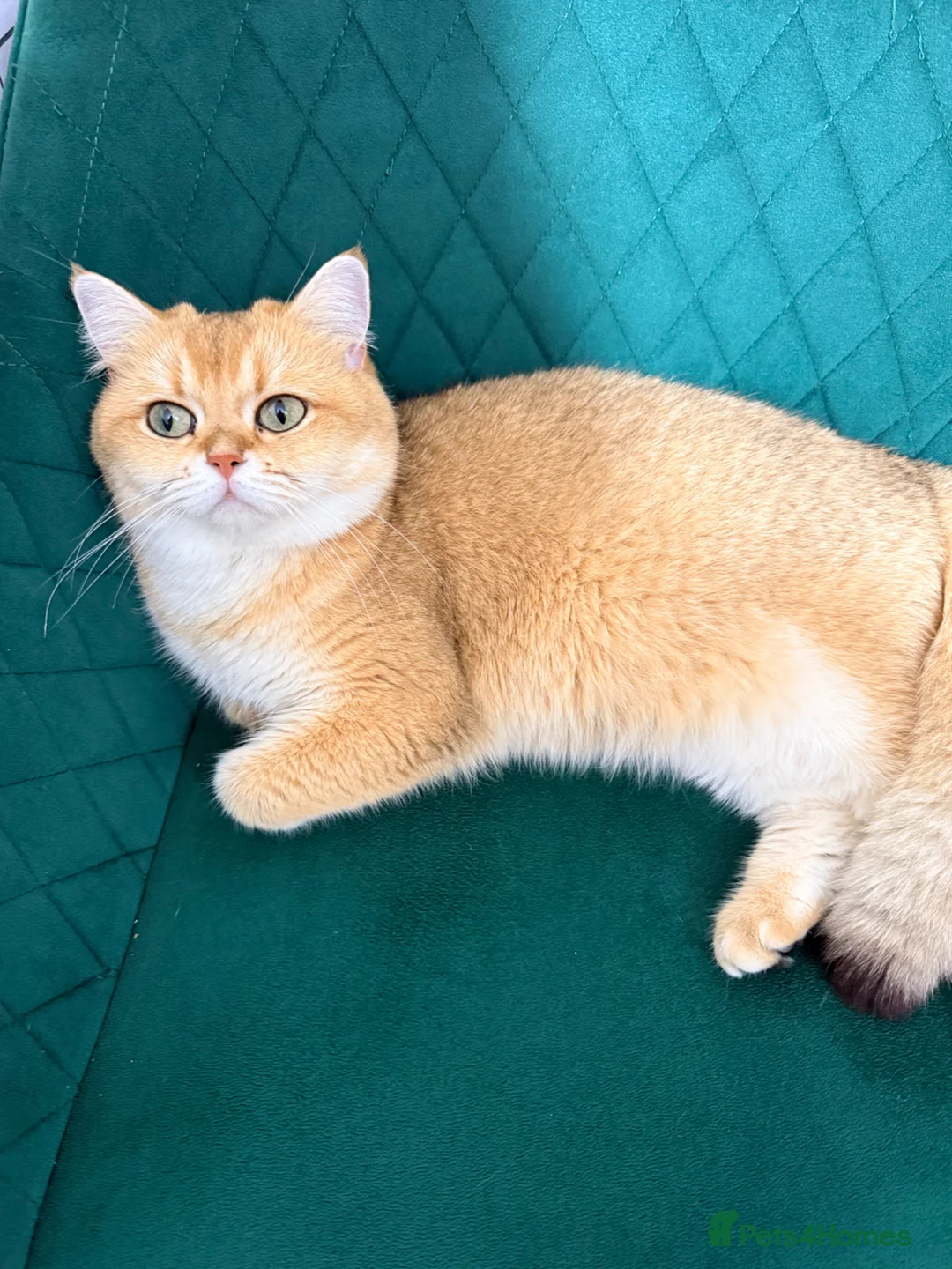 British Shorthair cats for sale: Lovely retired British shorthair queen - Advert 2