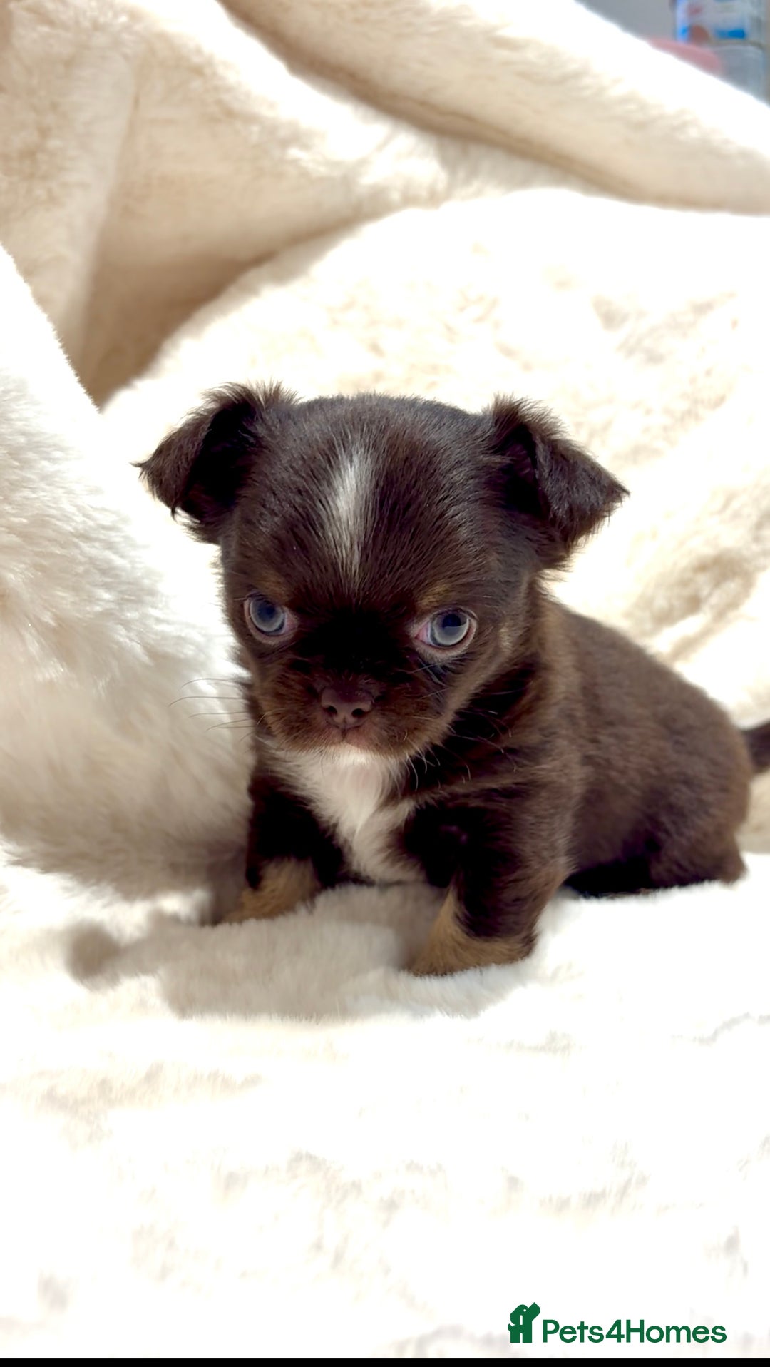 Chihuahua dogs for sale: QUALITY LONG COAT KC CHIHUAHUA PUPPIES  - Advert 24
