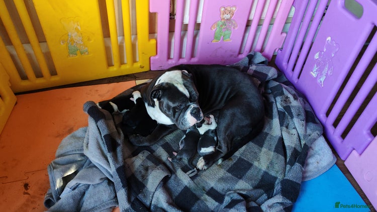 Mixed Breed dogs - Advert 4