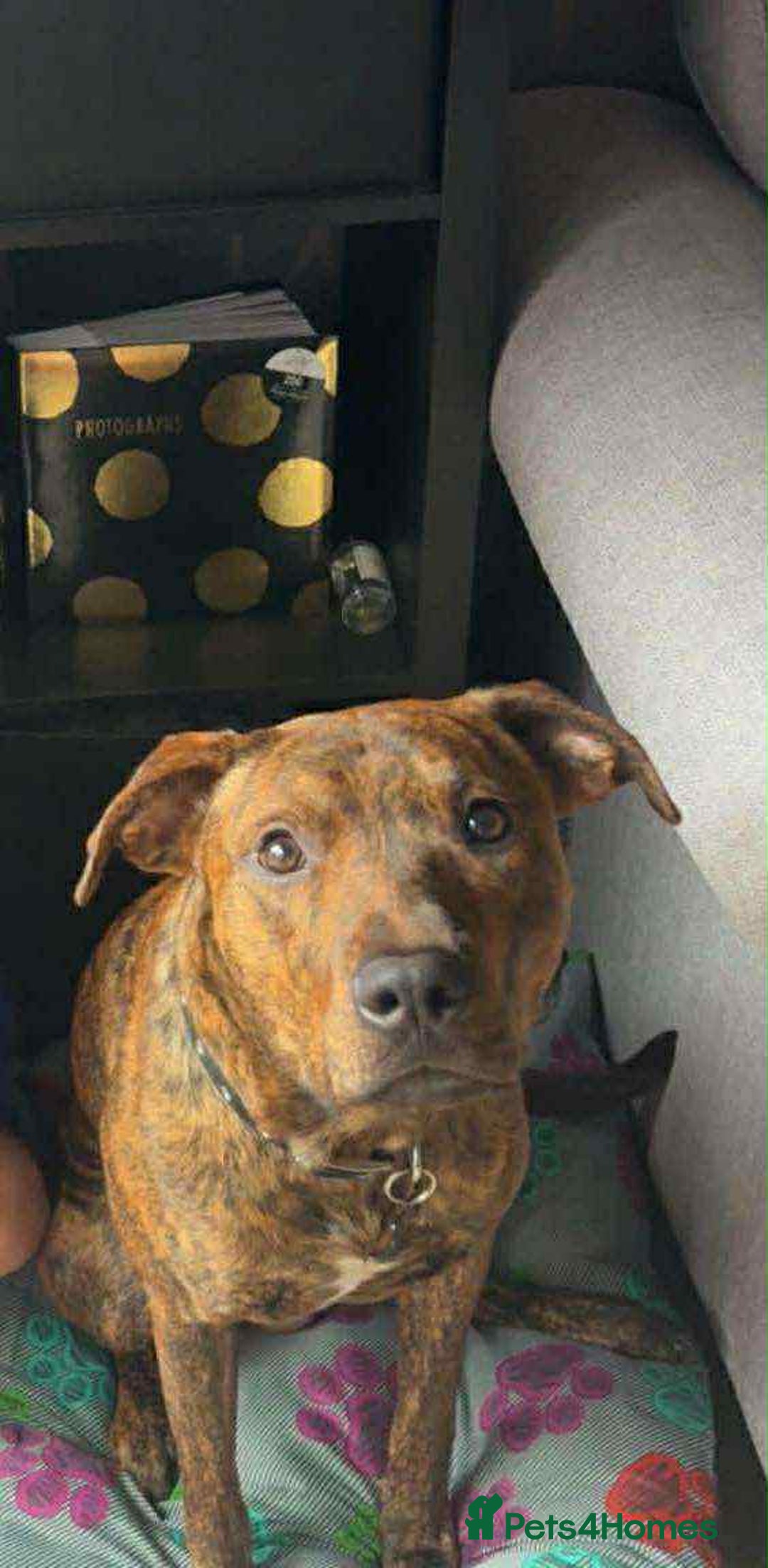 Mixed Breed dogs for sale: Looking for a loving home  - Advert 10