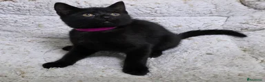 Girl pink collar 