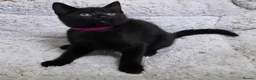 British Shorthair cats for sale: British Shorthair mix with Bombay cat - Advert 14