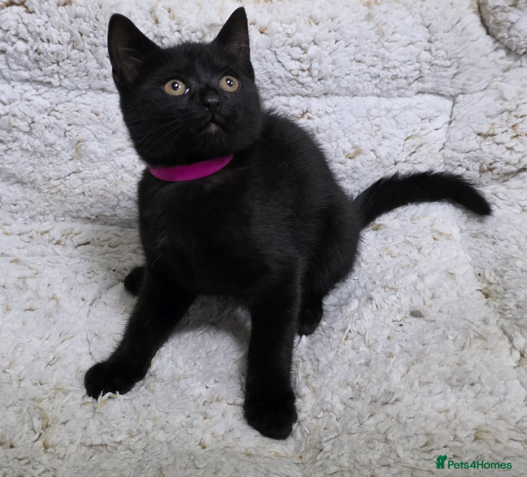 British Shorthair cats for sale: British Shorthair mix with Bombay cat - Advert 14