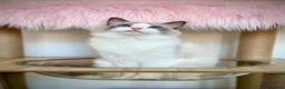 Ragdoll cats for sale: Beautiful cuddling ragdoll girl. - Advert 1
