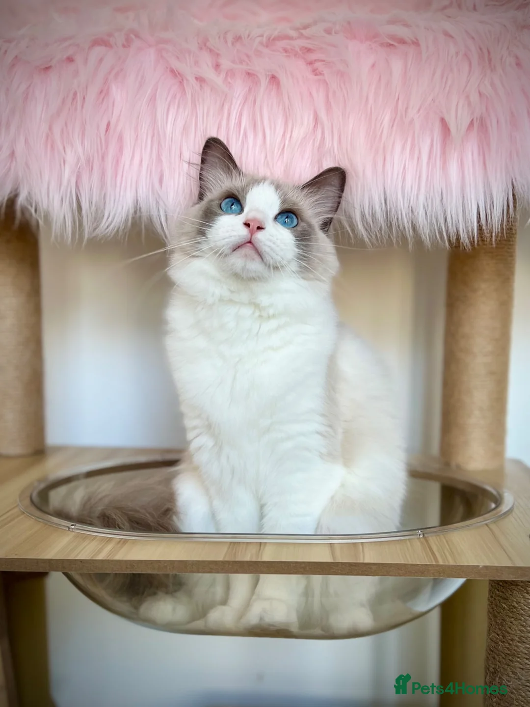 Ragdoll cats for sale: Beautiful cuddling ragdoll girl. - Advert 1