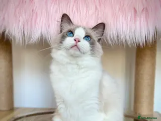 Ragdoll cats for sale: Beautiful cuddling ragdoll girl. - Advert 1