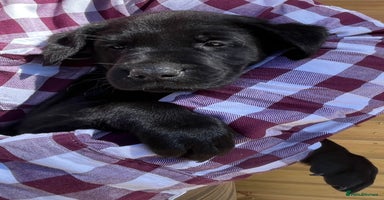 Labrador Retriever dogs - Advert 4
