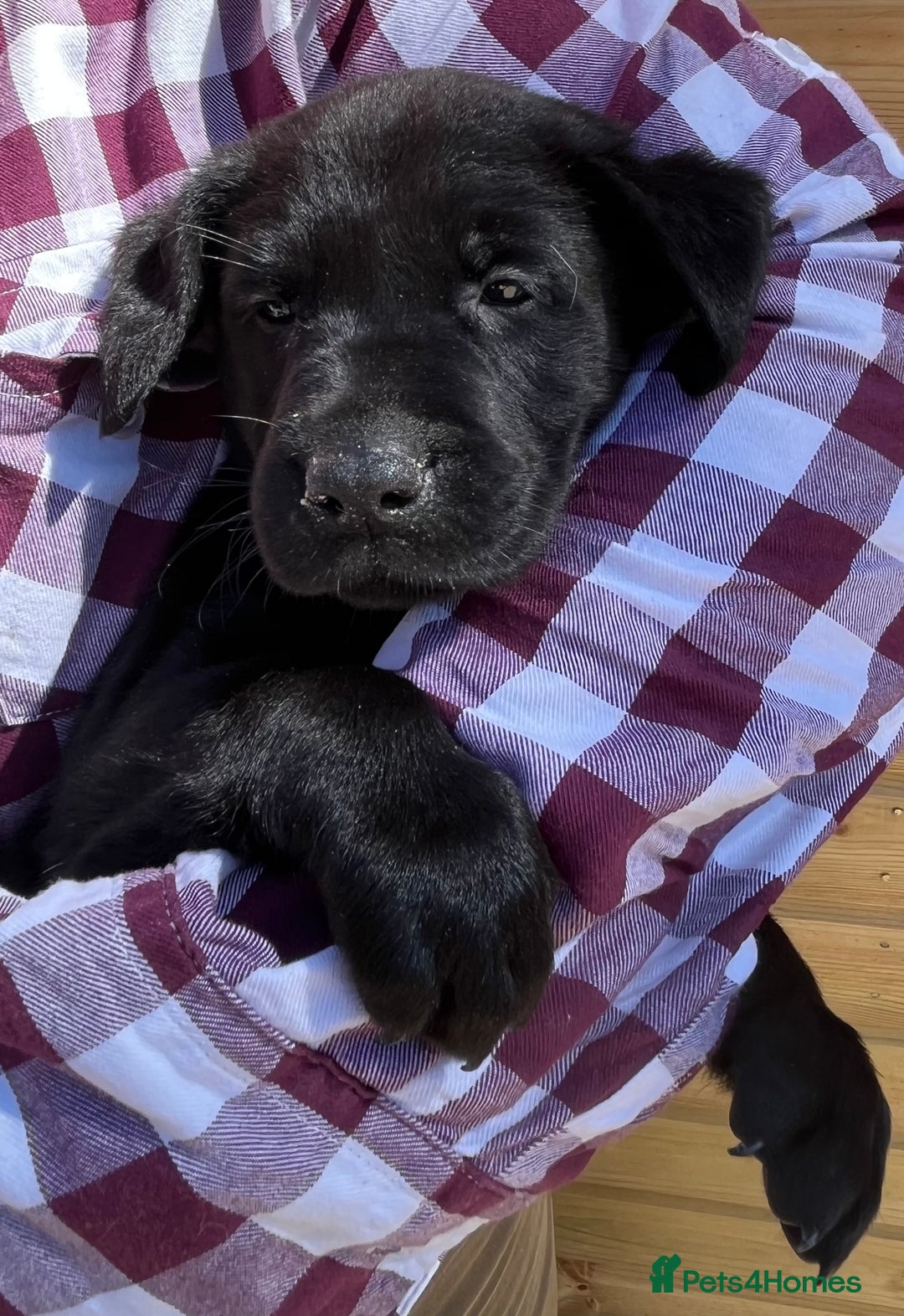 Labrador Retriever dogs for sale: Stunning KC Labrador pups - Image 3