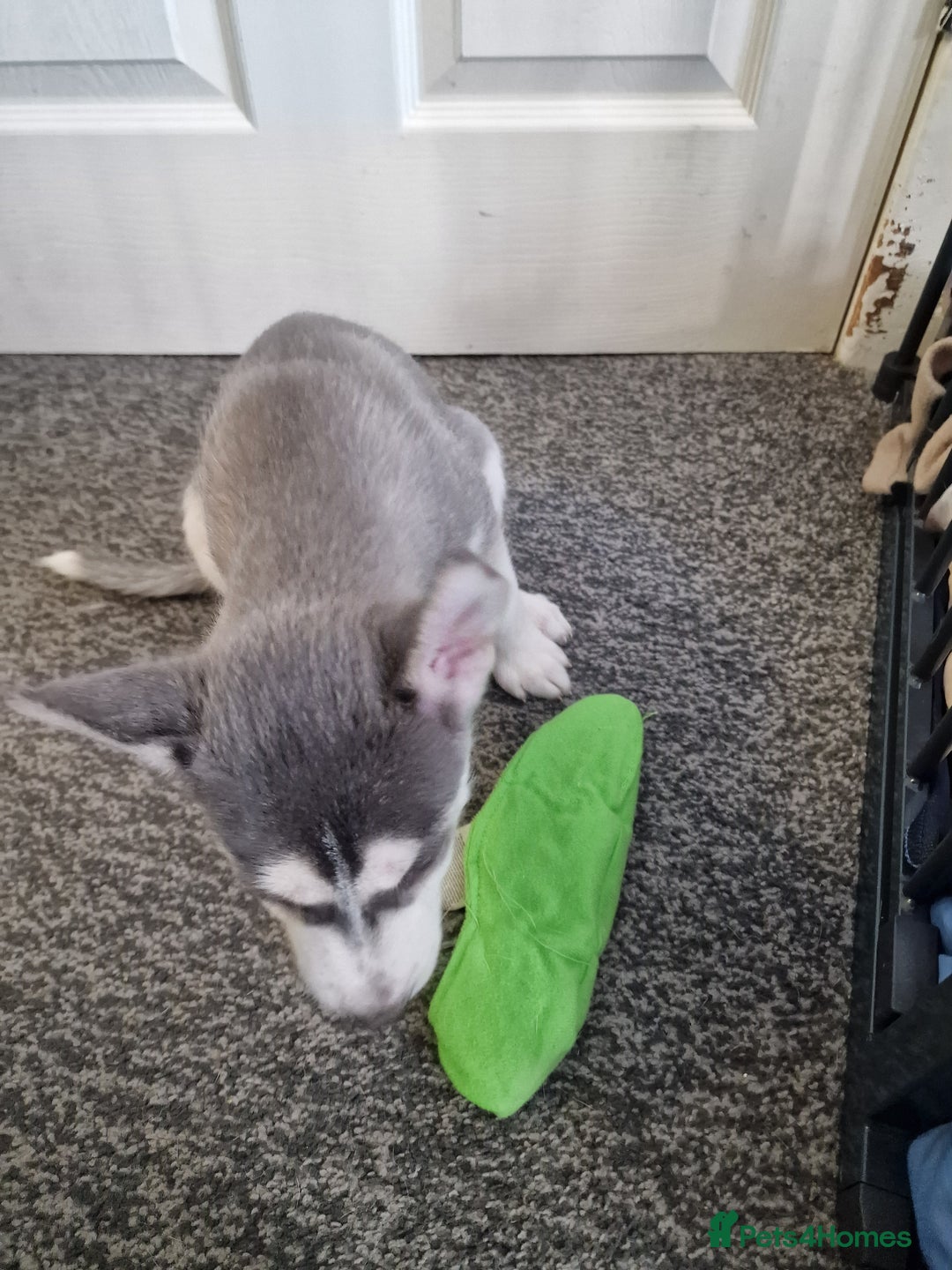 Siberian Husky dogs for sale: 4 lovely husky puppies for sale  - Image 14