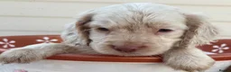 Cocker Spaniel dogs for sale: Beautiful cocker spaniel puppies  in York - Advert 14