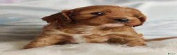 Cavapoo dogs for sale:  Beautiful Cavapoo  - Advert 9