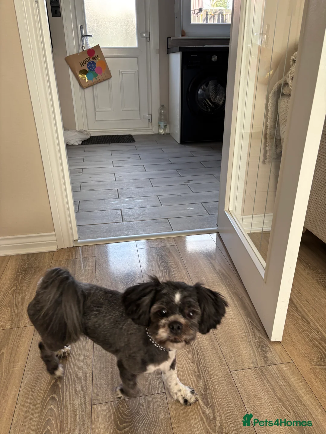 Lhasa Apso dogs for sale: Lhasa apso  - Advert 5