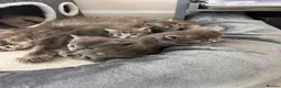 Ragdoll cats for sale: Four beautiful blue Ragdoll tabby point kittens - Advert 16