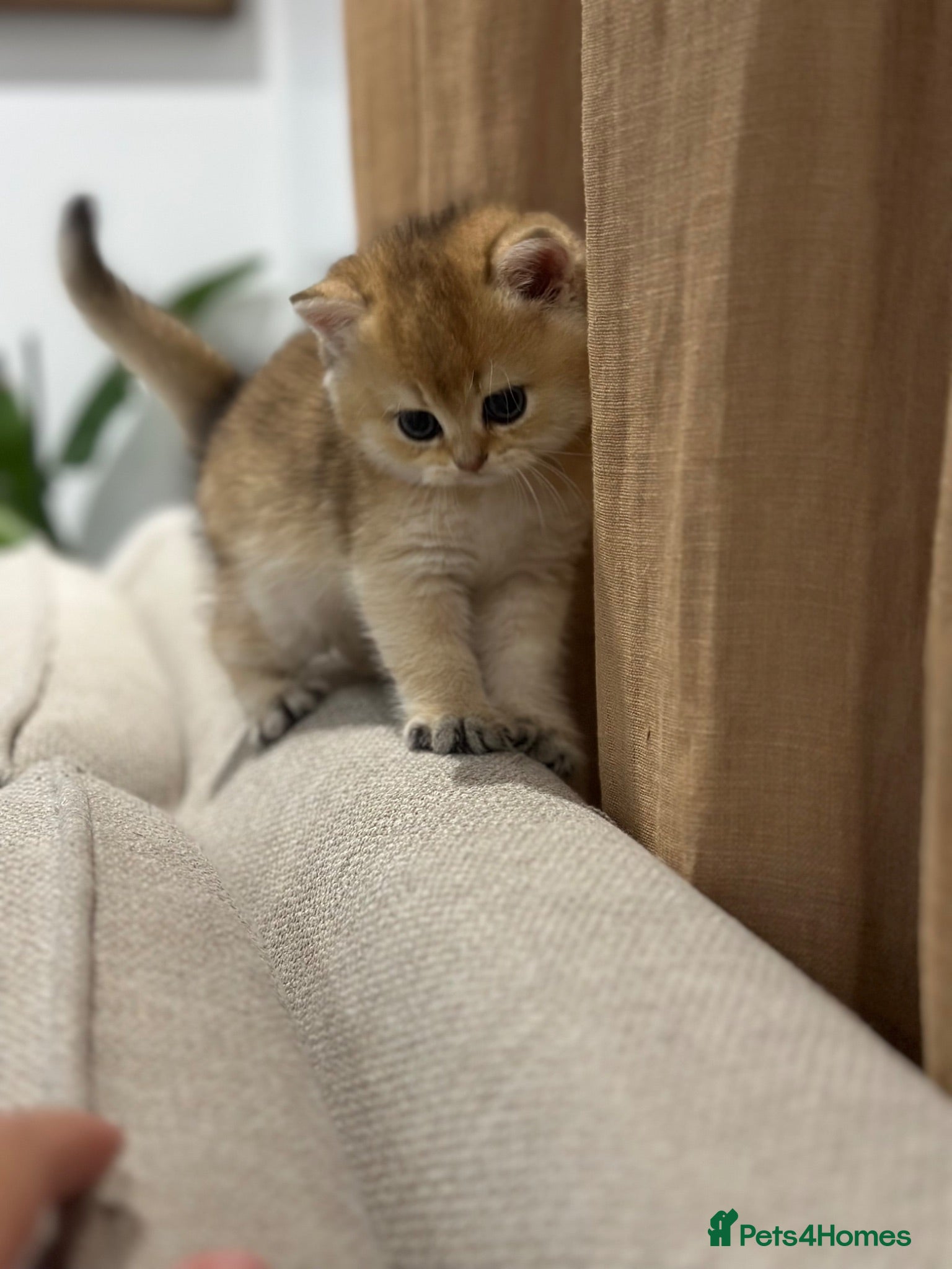 British Shorthair cats Golden British Shorthair Kittens - Advert 4