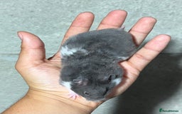 Hamster rodents for sale: STUNNING, TAME, PEDIGREE BABY SYRIAN HAMSTER - Image 8