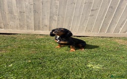 Cocker Spaniel dogs for sale: Cocker spaniels - Image 8