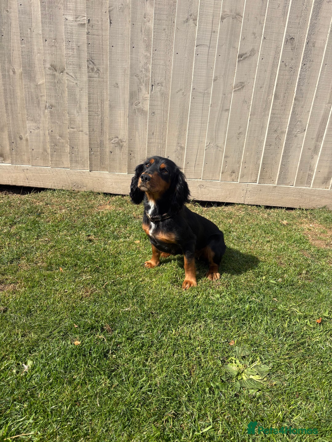 Cocker Spaniel dogs for sale: Cocker spaniels - Image 8