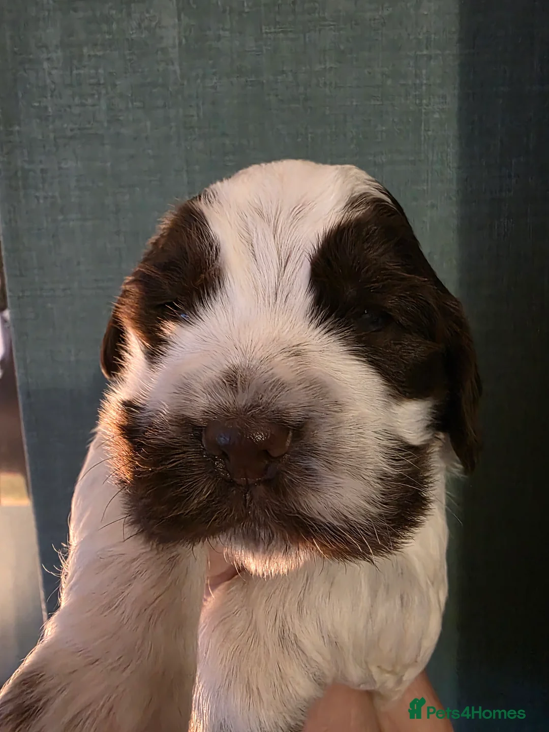 Cocker Spaniel dogs for sale: Choc roan cocker spaniel pups  - Advert 4