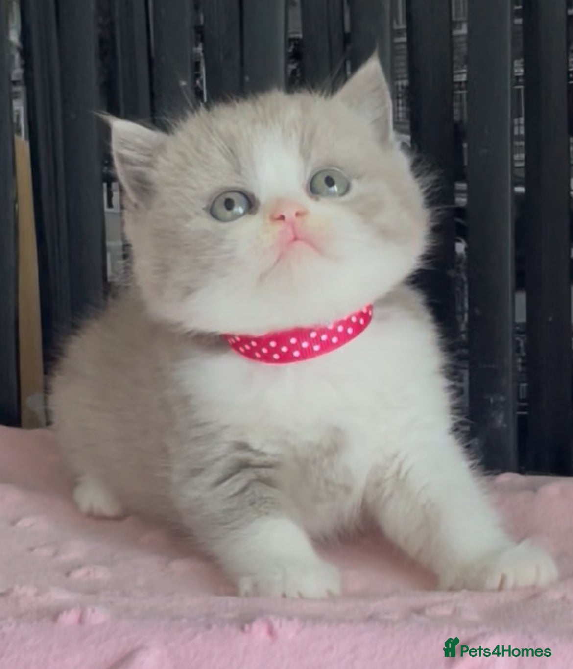 British Shorthair cats for sale: Beautiful BSH Champion line Kittens  - Advert 30