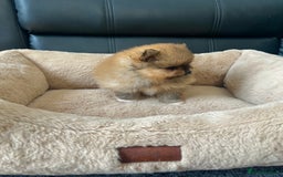 Pomeranian dogs for sale: 💎 Golden Colour Very Small Teddy Face 💎 - Image 7