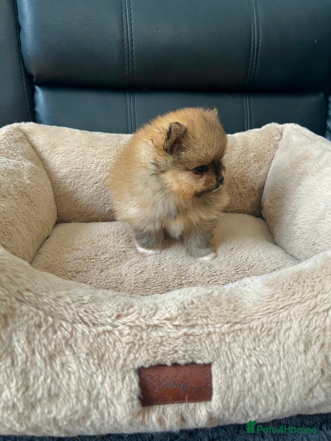 Pomeranian dogs for sale: 💎 Golden Colour Very Small Teddy Face 💎 - Image 7