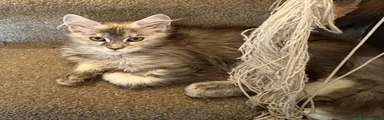 Maine Coon 2