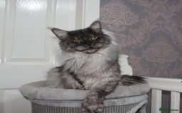 Maine Coon cats for stud: Amazing Russian Import For STUD in Sheffield - Image 10