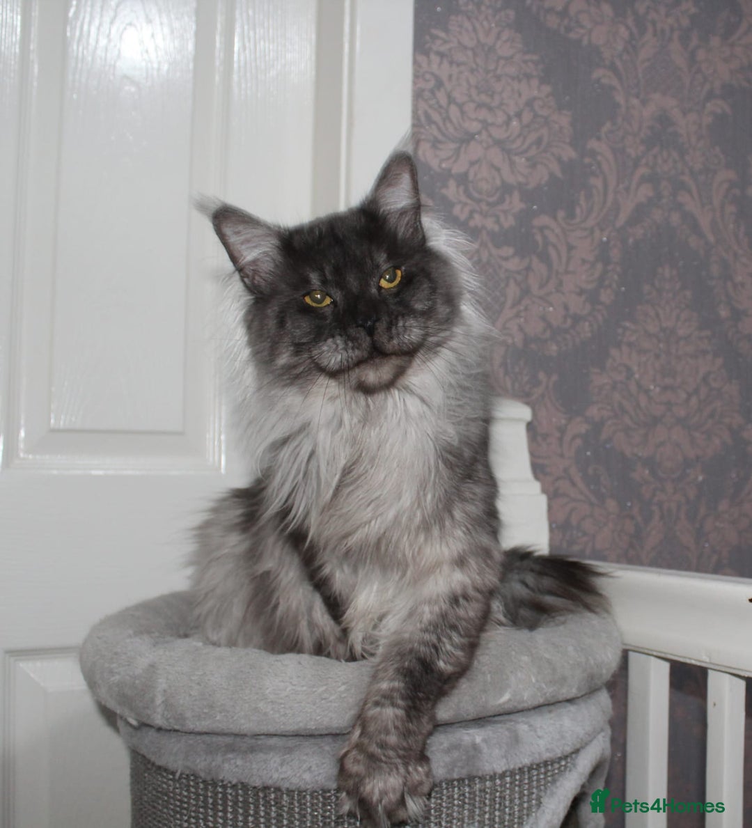 Maine Coon cats for stud: Amazing Russian Import For STUD in Sheffield - Image 10