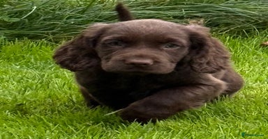 Cocker Spaniel dogs - Advert 13