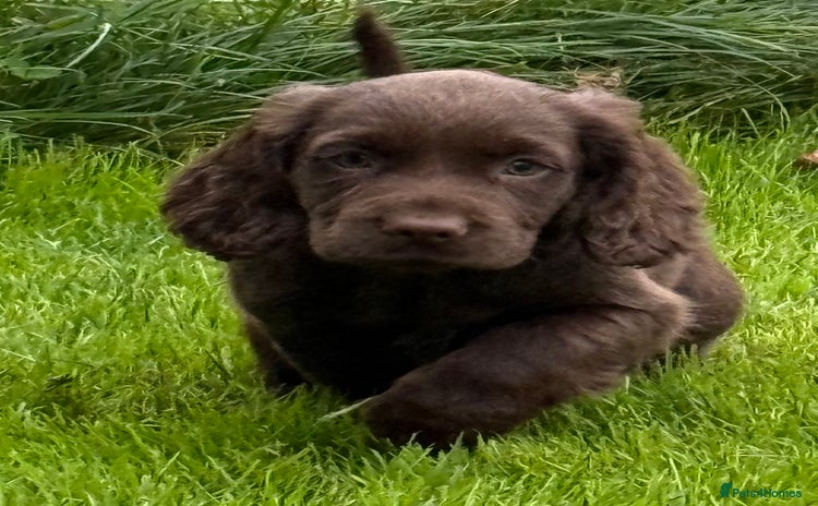 Cocker Spaniel dogs - Advert 2