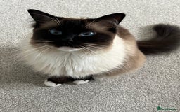 Ragdoll cats for sale: Male Ragdoll 2.5 years  - Advert 1