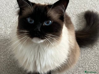 Ragdoll cats Male Ragdoll 2.5 years - Advert 1
