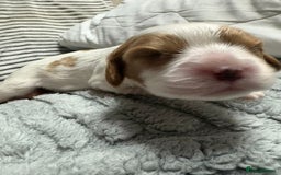 Cavalier King Charles Spaniel dogs for sale: Beautiful Blenheim King Charles spaniel pups   - Image 2