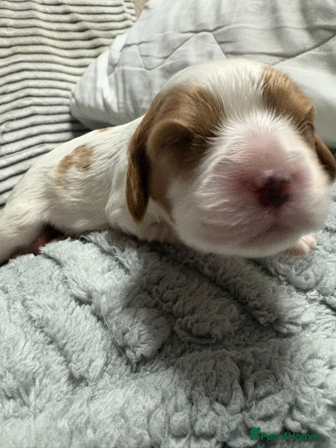 Cavalier King Charles Spaniel dogs for sale: Beautiful Blenheim King Charles spaniel pups   - Image 2