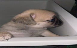 Pug dogs for sale: Pug Puppies  - Image 31