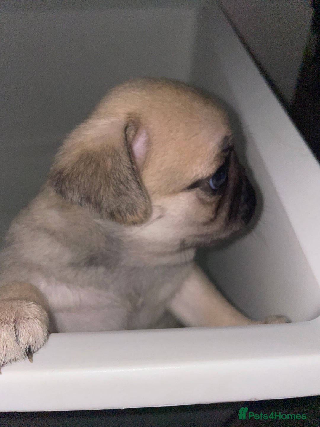 Pug dogs for sale: Pug Puppies  - Image 31