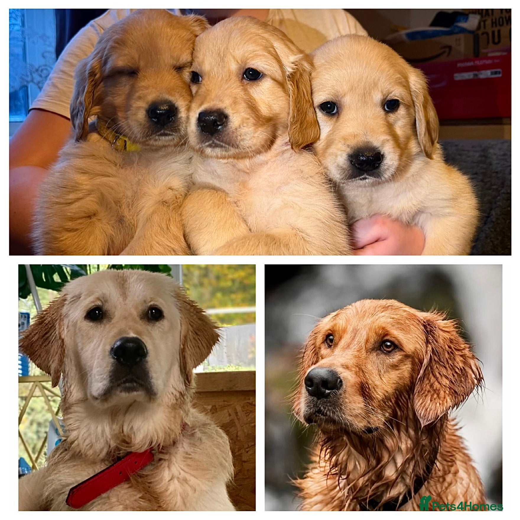 Golden Retriever dogs Beautiful KC Reg Golden Retrievers - Advert 9