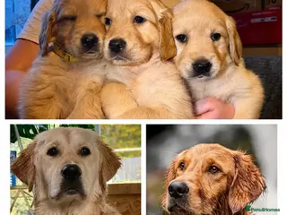 Golden Retriever dogs Beautiful KC Reg Golden Retrievers - Advert 9