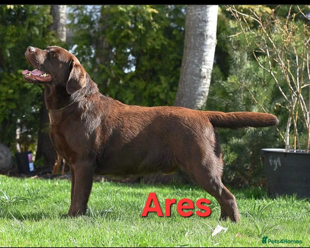 Labrador Retriever dogs for sale: Chocolate Puppies Expected  Waiting List Now Open  - Advert 3